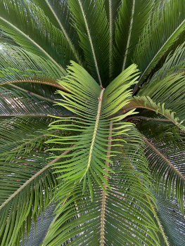[A close view of same branch in the prior photo with all the very thin leaves completely flat (no curling at all).]
